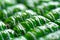 Green colored Turkish dessert baklava placed in rows