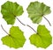 Green Coltsfoot leaf