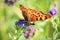 A Green Comma butterfly sips nectar from a flower