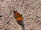 Green comma butterfly sitting on a ground