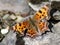 Green Comma on a Rock