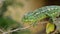 Green common chameleon walking slowly in a branch
