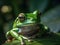 A green common frog sits on a leaf in a wet jungle against a blurred background of plants