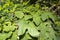 Green common hop leaves in a summer garden