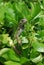 Green Common Iguana Sitting in a Shrub