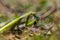 Green common mantis mantis religious close-up. Mantis in wildlife eats insect prey.