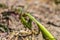 Green common mantis mantis religious eating prey