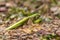 Green common mantis mantis religious. Mantis in wildlife eats insect prey.