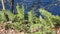 Green common polypody Polypodium vulgare plants in forest on bank of river