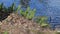 Green common polypody Polypodium vulgare plants in forest on bank of river