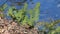 Green common polypody Polypodium vulgare plants in forest on bank of river