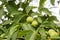 Green common walnuts on the branch. Juglans