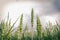 Green common wheat Triticum aestivum field on cloudy blue sky in summer. Close up of unripe bread wheat ears, rural landscape