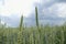 Green common wheat Triticum aestivum field on cloudy blue sky in summer. Close up of unripe bread wheat ears, rural landscape