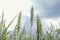 Green common wheat Triticum aestivum field on cloudy blue sky in summer. Close up of unripe bread wheat ears, rural landscape