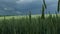 Green common wheat Triticum aestivum field on dark cloudy sky in summer before the storm. Wind bloweing