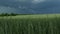 Green common wheat Triticum aestivum field on dark cloudy sky in summer before the storm. Wind blowing