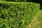 Green compact boxwood shrub, neatly cut high boxwood hedge in landscape design