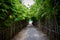 Green concrete walkway with both sides covered with bamboo trees and green leaves