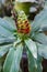 The green cone of Costus