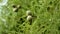 Green cones of a bald cypress tree with raindrops on the foliage