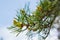 Green cones. Bump On A Tree In The Nature. young cones on a branch against the blue sky