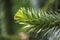 Green conifer in an English park-Araucaria