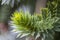 Green conifer in an English park-Araucaria