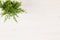 Green conifer plant juniper in pot top view on white wooden board background.