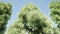 Green Conifer tree branch blue clear sky 3d