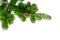 Green coniferous branch