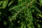 Green coniferous branch tip of Western Hemlock, also called Western Hemlock-Spruce, latin name Tsuga Heterophylla