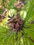 Green coniferous cedar ripe pine cones on tree branch forest sunlight