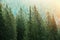 Green coniferous forest lit by sunlight