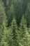 Green coniferous forest with old spruce, fir and pine trees