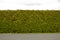 Green coniferous hedge under a blue sky