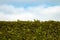 Green coniferous hedge under a blue sky