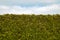 Green coniferous hedge under a blue sky