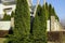 Green coniferous ornamental trees and bushes near the wall fence