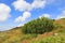 Green coniferous shrubs in a mountain meadow