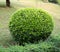 Green coniferous shrubs shorn