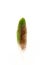 Green Conure Parrot Feather