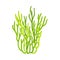 Green Coral as Marine Invertebrate from Ocean Bottom Vector Illustration