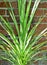 Green Cordyline Plant and red brick wall