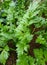Green Coriander or Coriandrum sativum L. in the organic farm.