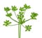 Green Coriander over white background