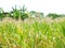 Green corn, businesses generating income, including Asian farmers