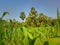 Green Corn Field