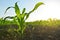 Green corn field