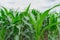 Green corn field in agricultural garden